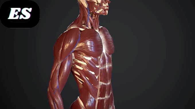 Create medical 3d animation, 3d human body anatomy animation 3d medical ...