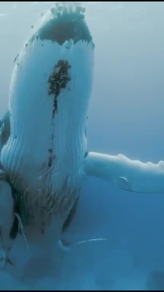 provide whale sounds for commercial use