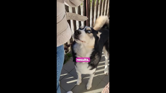 create ugc and ad videos for tiktok or ig