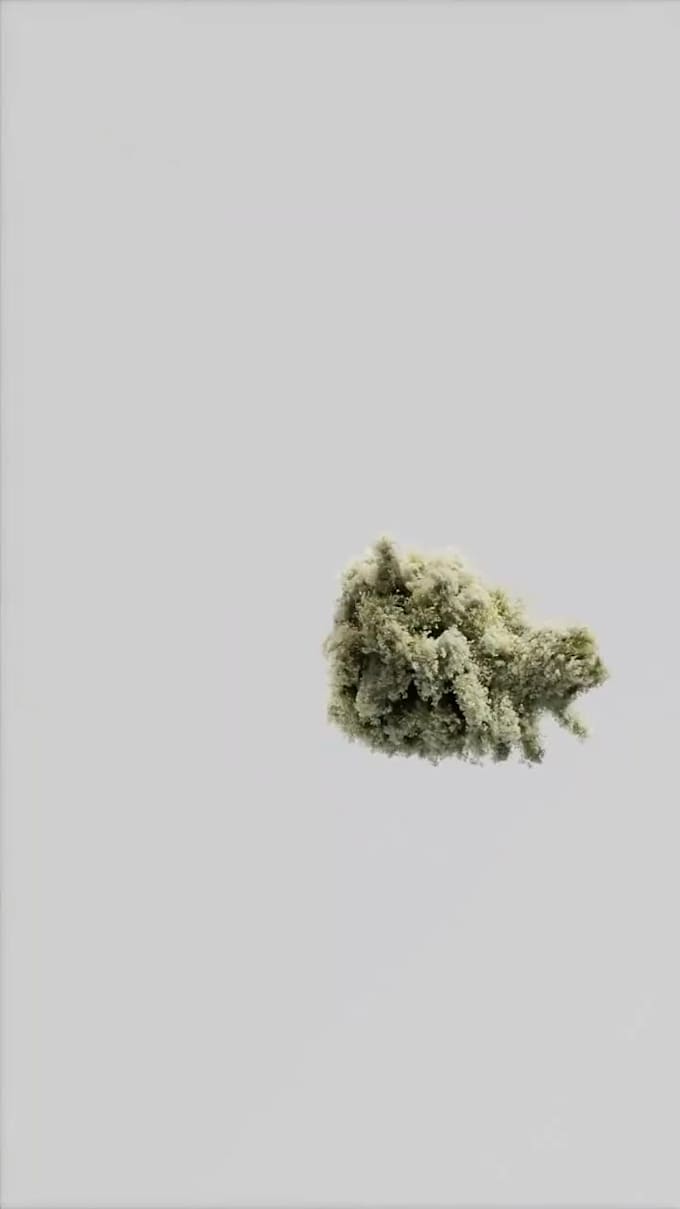 do 3d plant animation 3d flower animation 3d plant vfx 3d flower model 3d flower