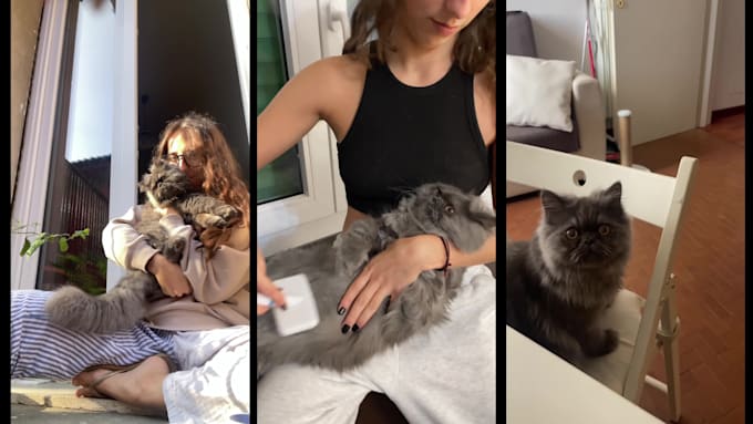 create ugc content with my persian cat for your brand