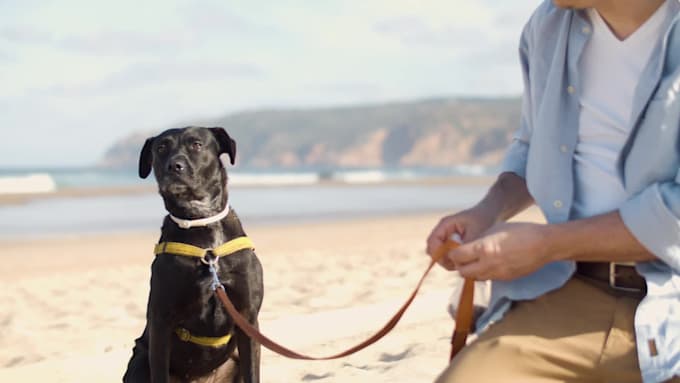 write an engaging pet dog blog and article of 500 words in 24 hours