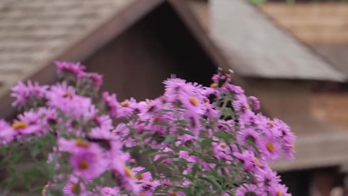 do cinematic video editing, adobe premier pro and after effects