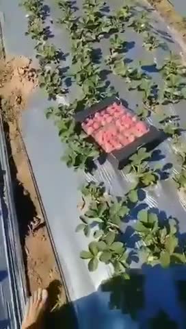 finding strawberry suppliers in egypt