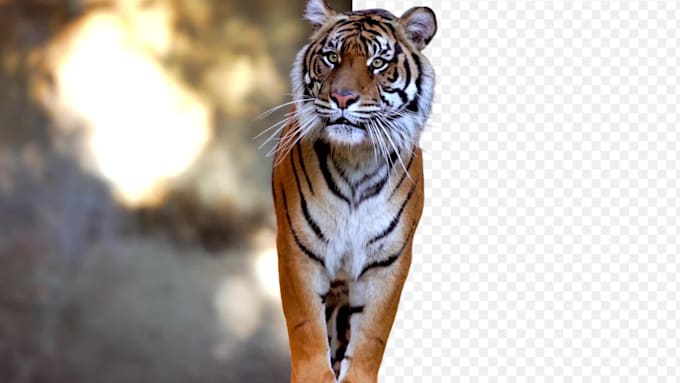 remove background from video