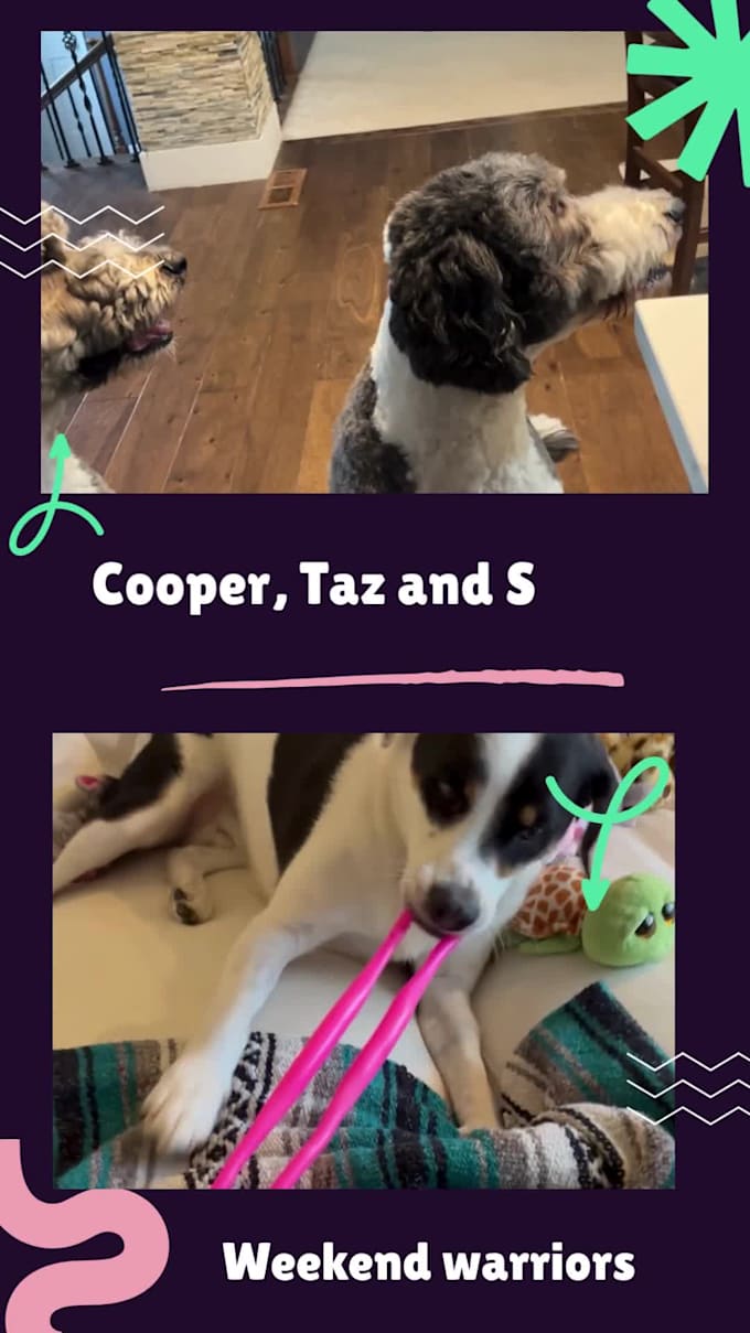 create ugc content for pet products with my 2 dogs