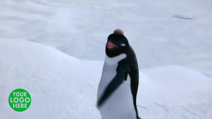 Penguin videos online funny