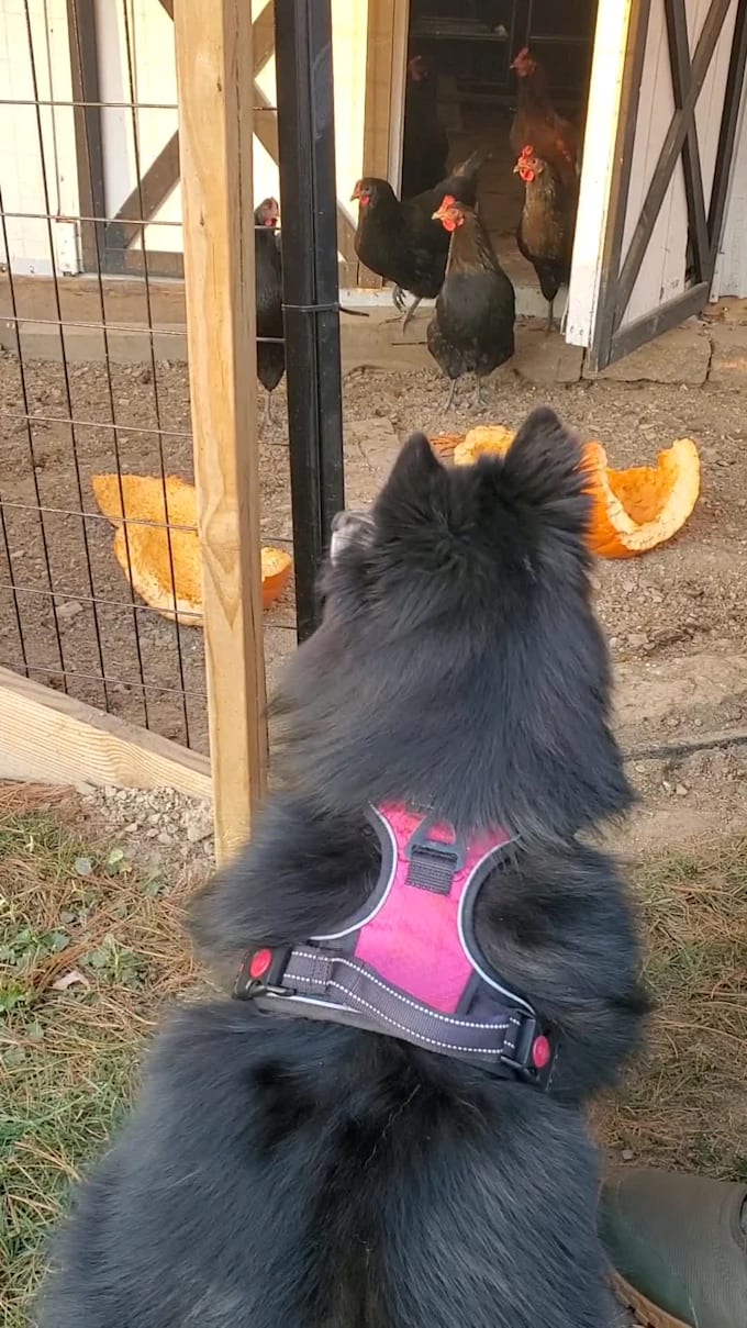 create amazing pet ugc videos with my cat or dog