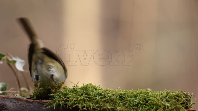 add watermark to images