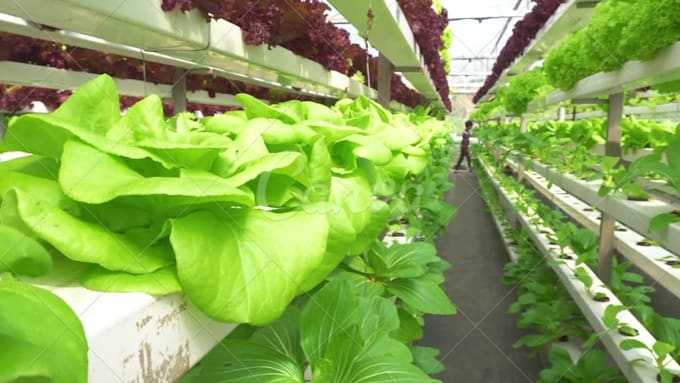 aquaponics and aquaculture projects