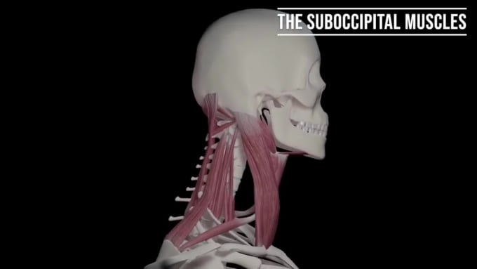 Do 3d model of medical anatomy, medical animation, 3d animation, 3d ...