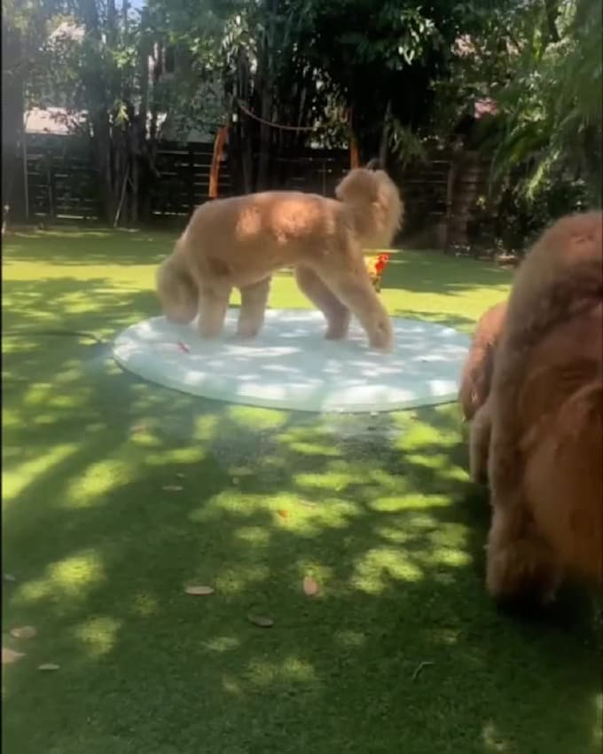 create ugc, cat ugc, dog ugc video using your product with my dog or cat