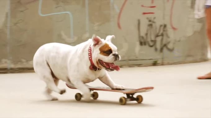 customize this video to promote your pet business