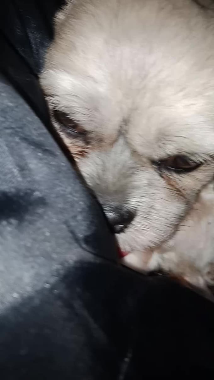 dog dancing and singing