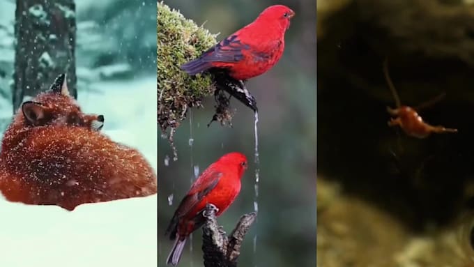 create copyright free wildlife nature shorts for tiktok creativity program