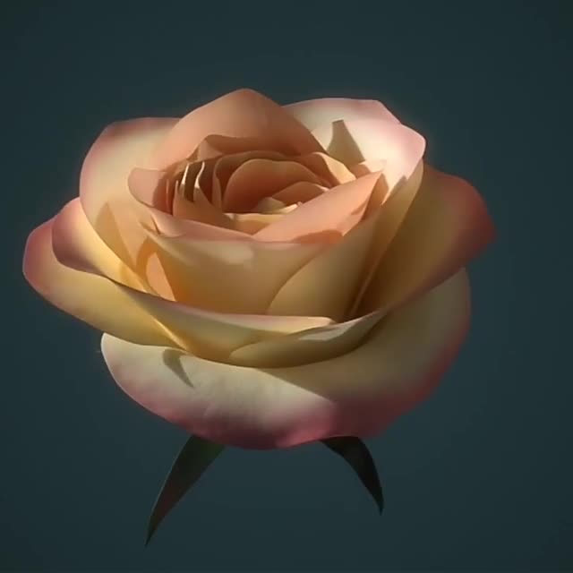 Do 3d flower animation,flower animation,3d flower model,3d fashion ...
