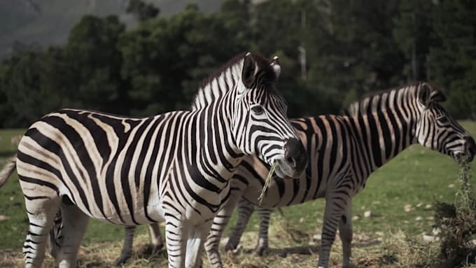 create a professional animal or wildlife documentary video