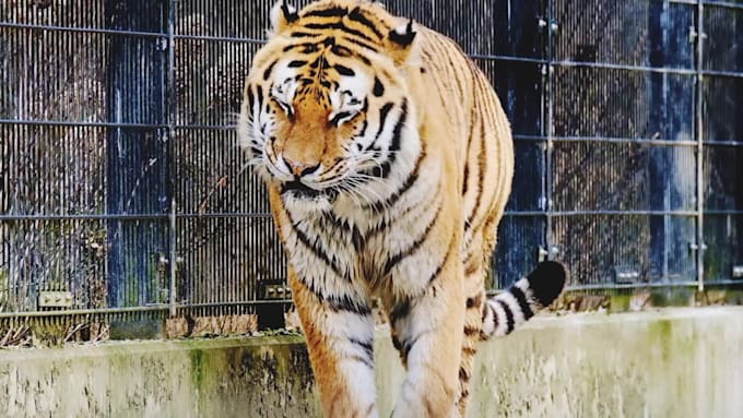 create wildlife animals copywrite free documentary videos