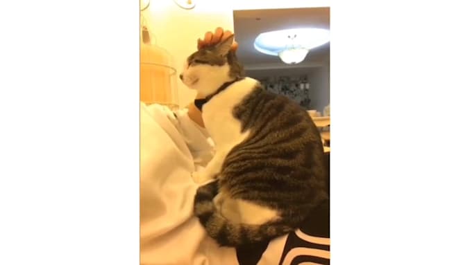 create monetizable funny pet compilation videos for youtube tiktok