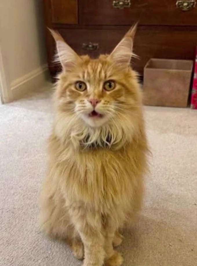 make your pet sing happy birthday song and funny video