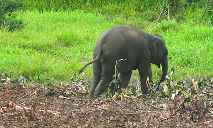 create 100 monetizable original elephant videos for youtube