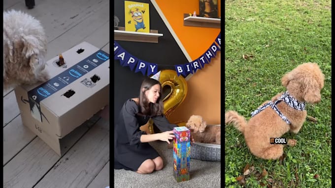 create dog product ugc video content