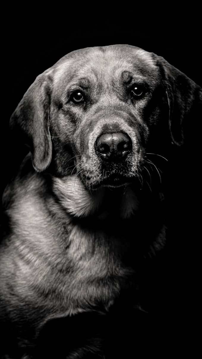 make a fine art black and white image out of your favorite pet picture