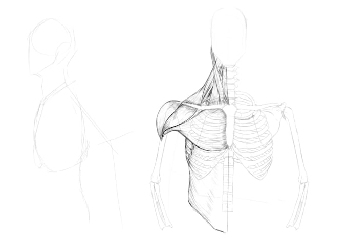 make a medical anatomy illustration for you