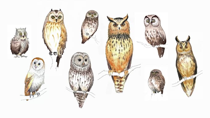 create lovely ink and watercolor illustrations for childrens books for you