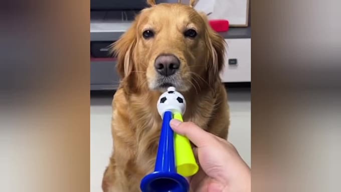 create funny animals videos, funny cats ,dogs videos,pets compilations in 24hr