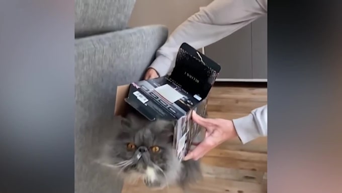 create all funny animals video for youtube copyright free