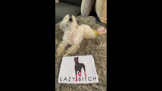 have my dog model your pet products