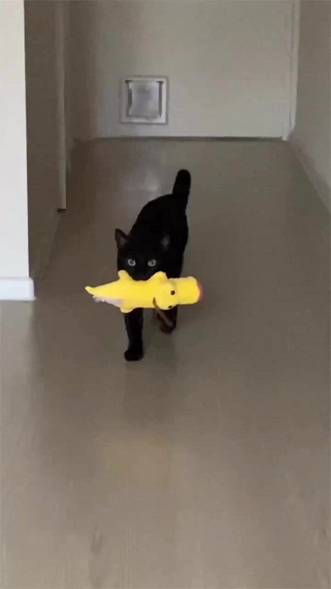 make 150 art style to you or to your pet