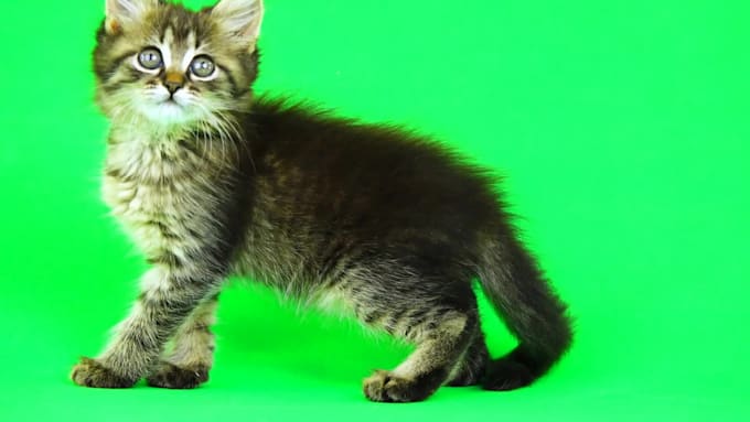 remove green screen background from video