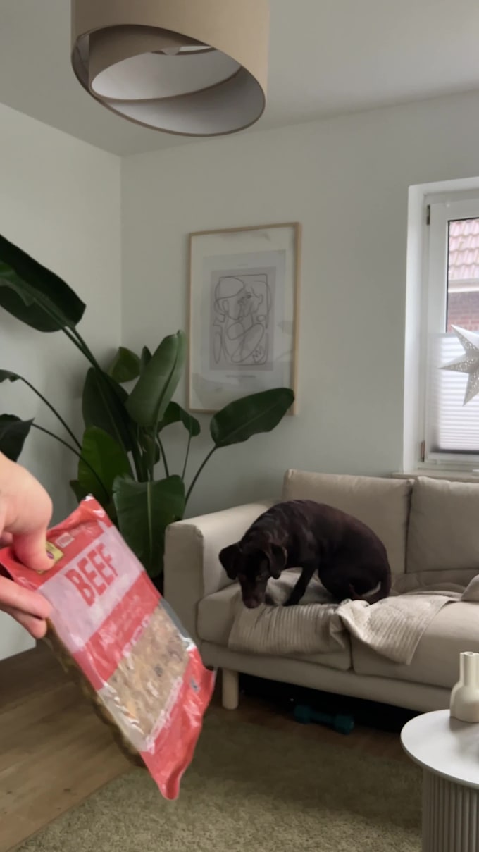 create cute product ugc videos featuring my dog
