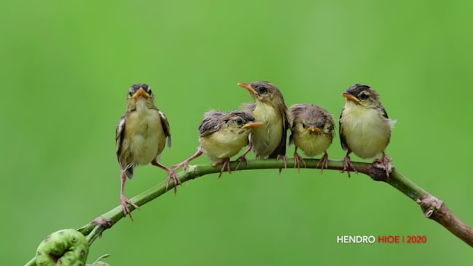 do nature or birding videography for your need