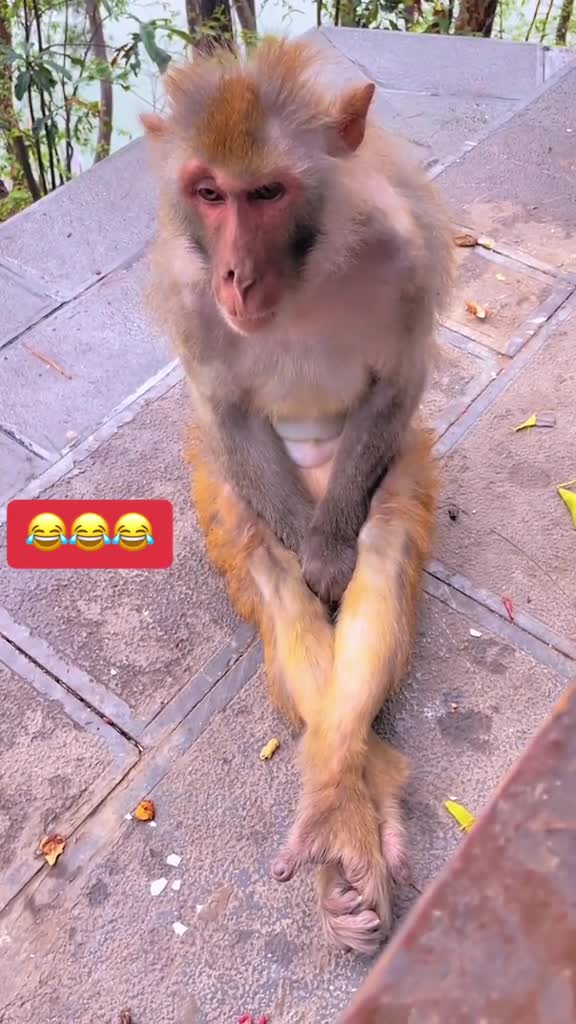 create funny animal video