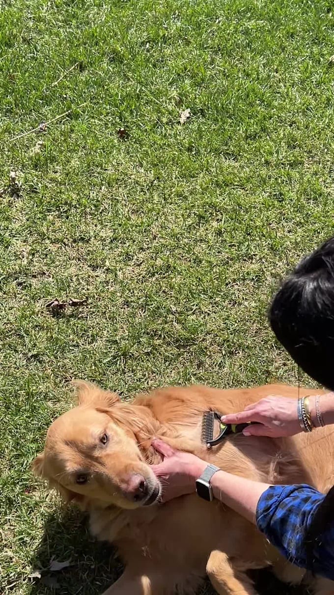 create dog or cat ugc videos for your product