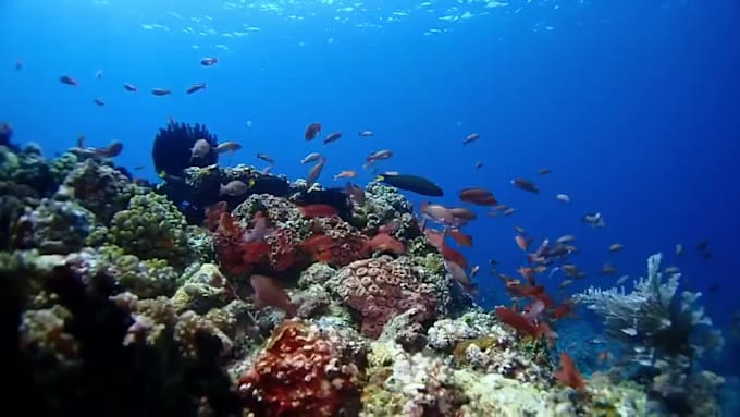 Teach you to scuba dive by Marivicmaramot Fiverr