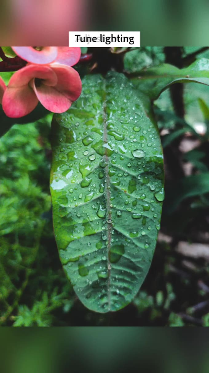provide adobe lightroom presets to you