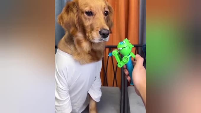 create 1500 funny animals shorts, youtube shorts, shorts videos within 24hr