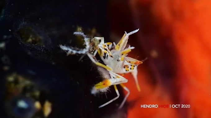 do an underwater macro videography professional result
