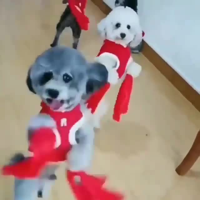 do  create monetizable funny animals youtube videos in 24 hr