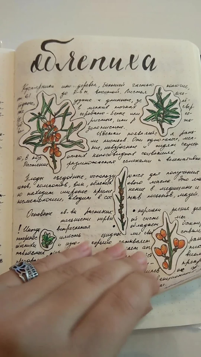 draw a botanical illustration in parts and in whole