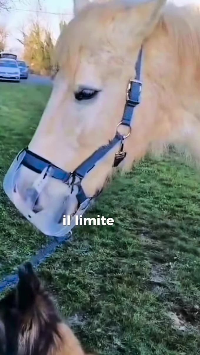 do ugc video with my horse