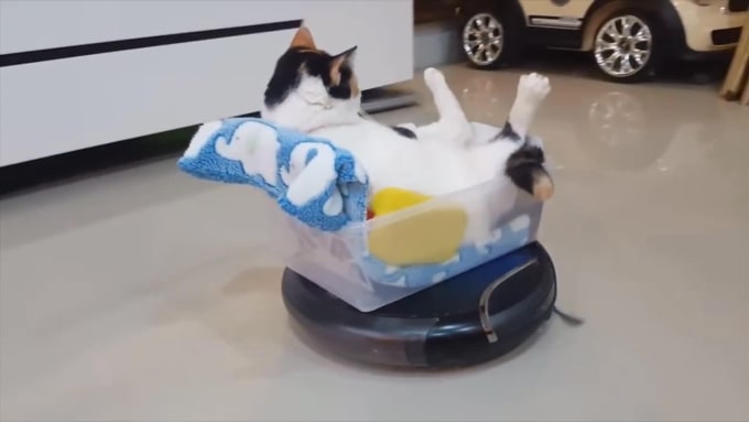 i robot cat