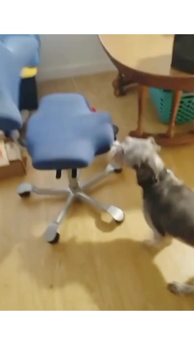 create funny animal compilation videos for youtube , tiktok