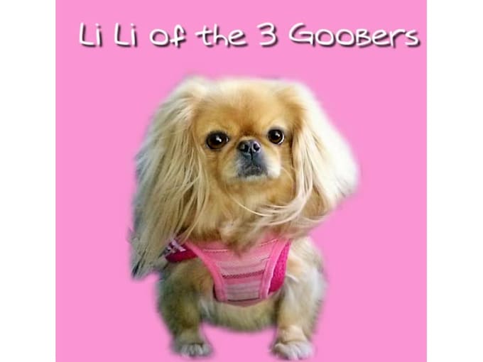 Make A Talking Dog Video Message By Gooberella Fiverr