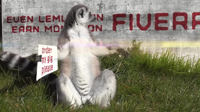 Lemur video online funny