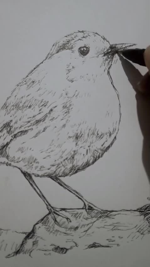 do pencil and pen drawing sketch